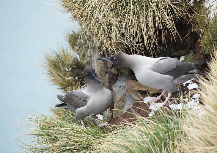 light mantled sooty albatross