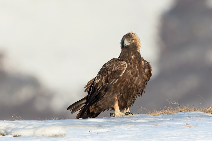 golden eagle