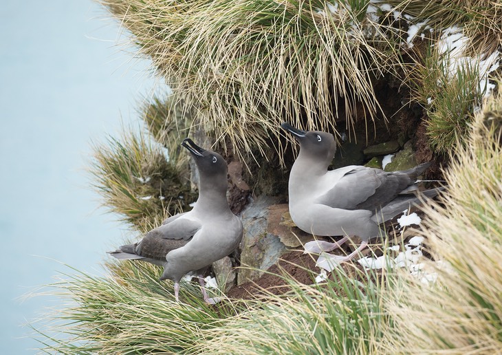 light mantled sooty albatross