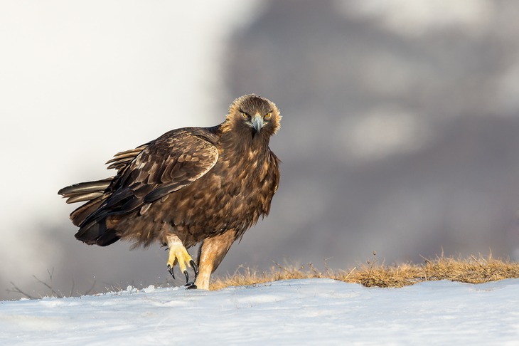 golden eagle