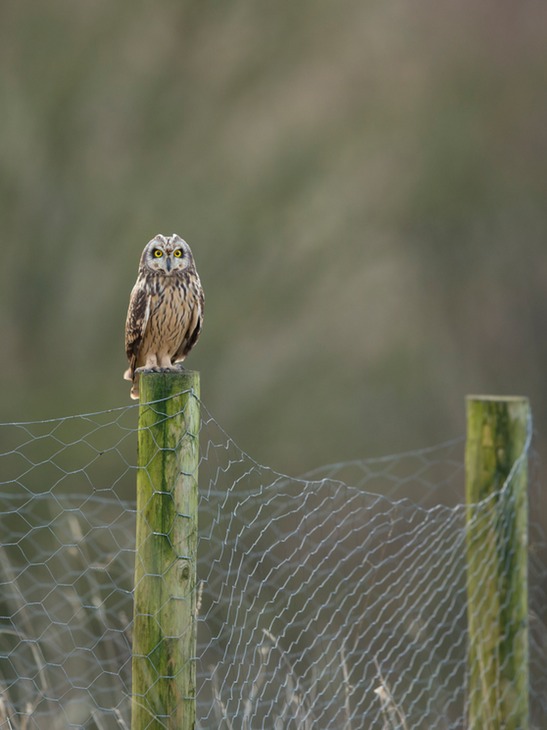 short eared owl