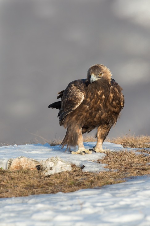 golden eagle