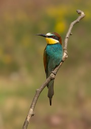 european bee eater