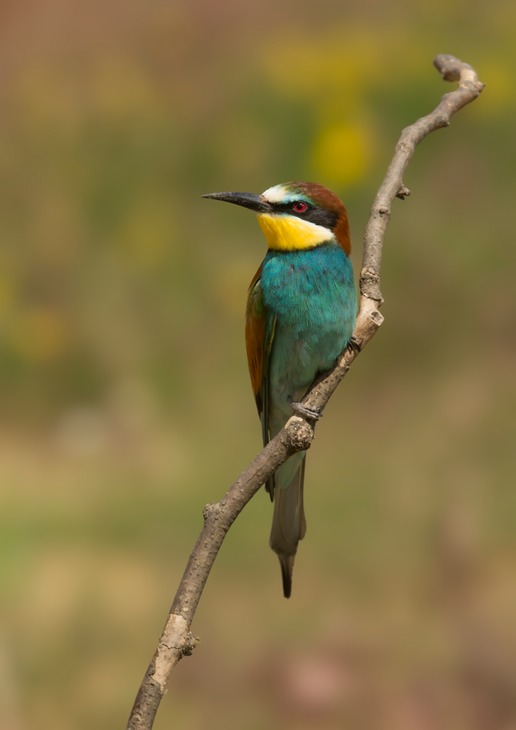 european bee eater