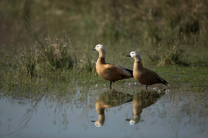 ruddy shelduck