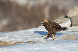 golden eagle