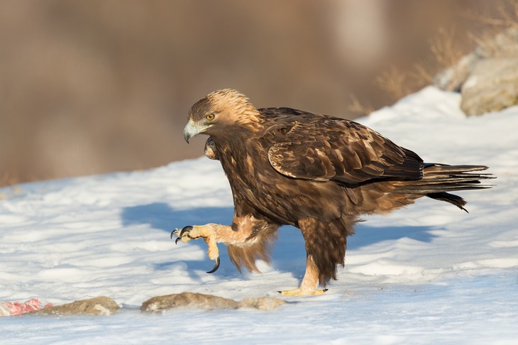 golden eagle