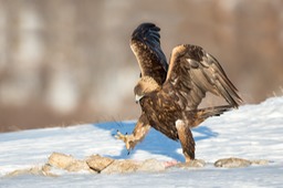 golden eagle