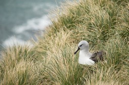 grey headed albatross