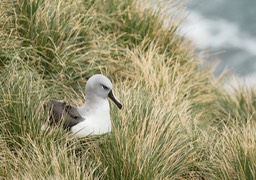 grey headed albatross