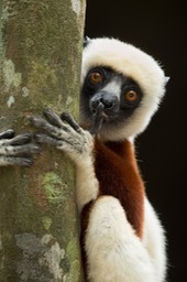 coquerel's sifaka