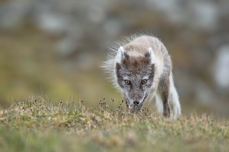 arctic fox