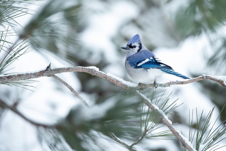 blue jay