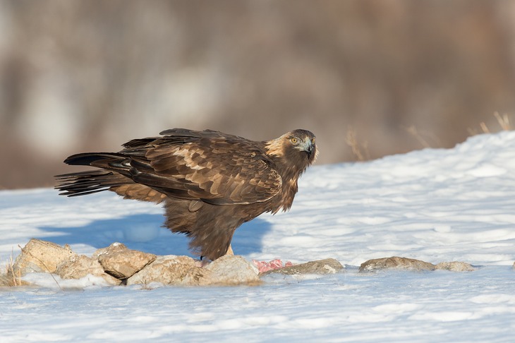 golden eagle