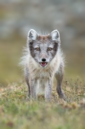 arctic fox