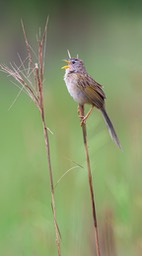 wedge tailed grass finch