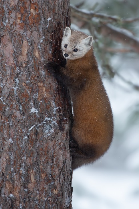 american pine marten