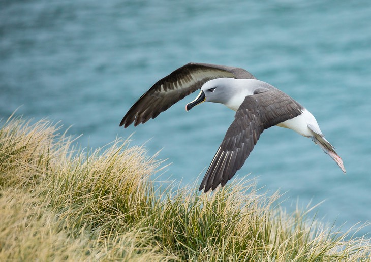 grey headed albatross