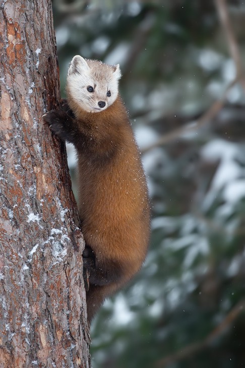 american pine marten