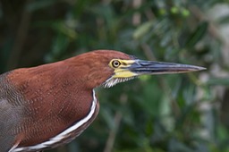 rufescent tiger heron