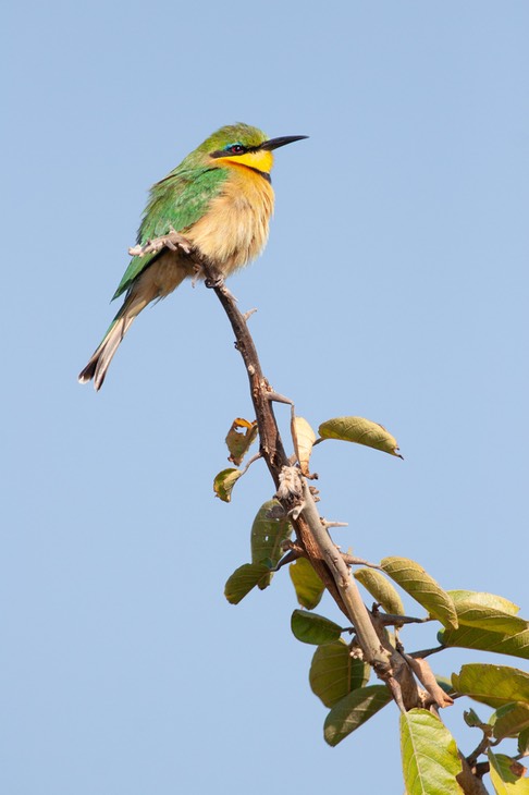 little bee eater