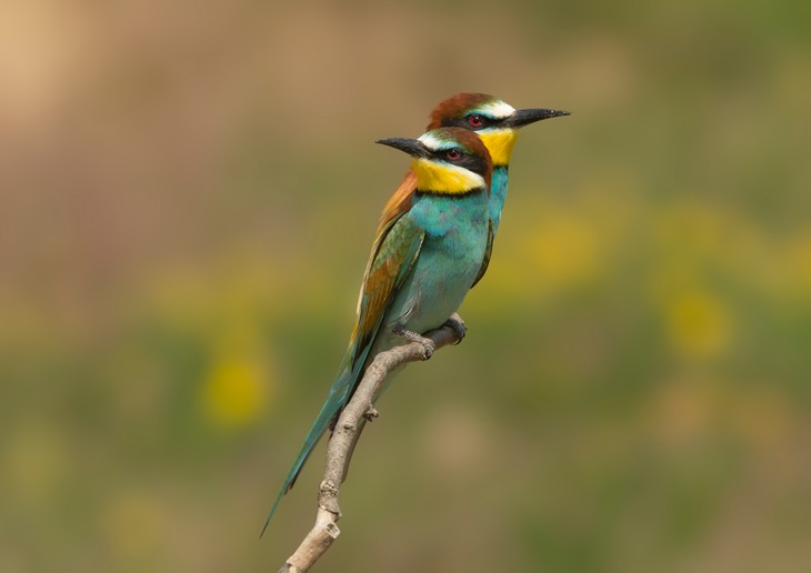 european bee eater