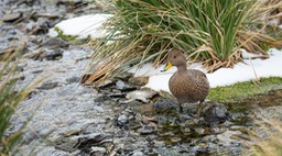 south georgia pintail