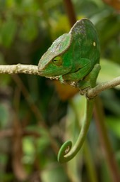 parson's chameleon