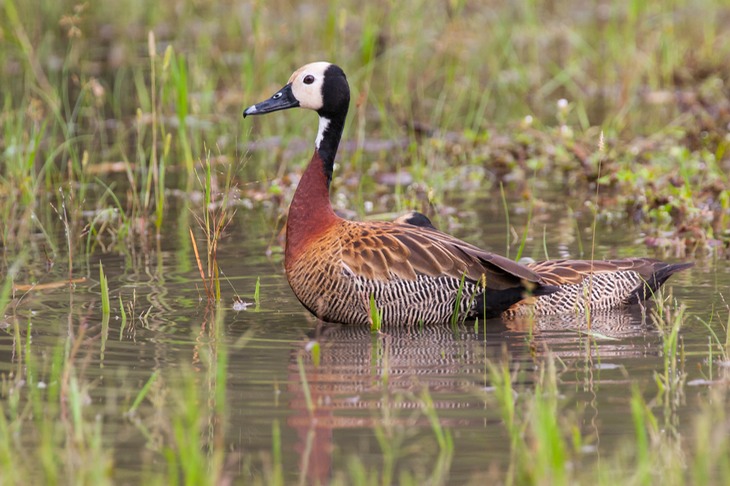 white faced whistling duck