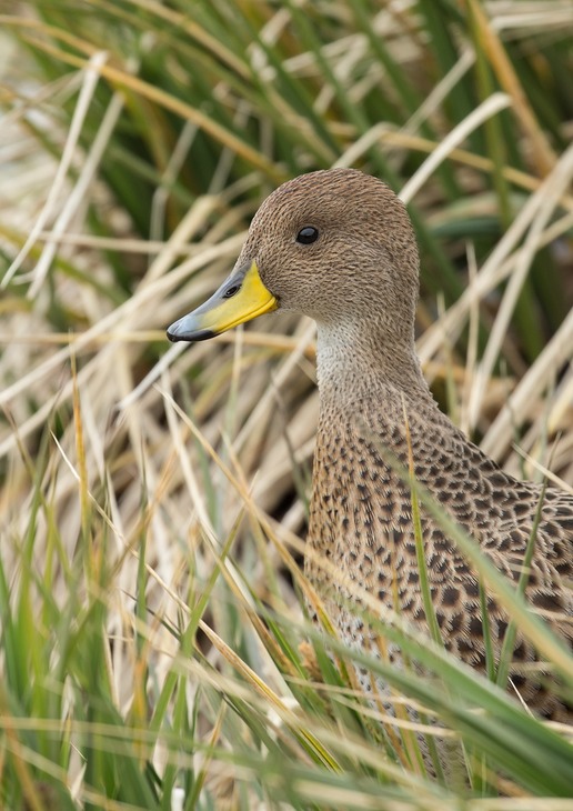 south georgia pintail