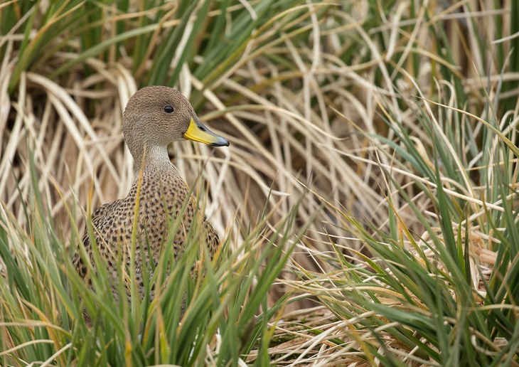 south georgia pintail