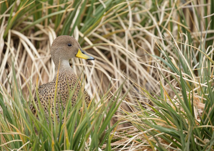 south georgia pintail