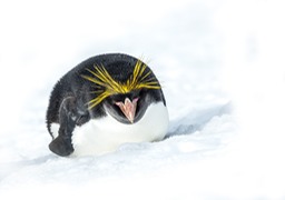 macaroni penguin