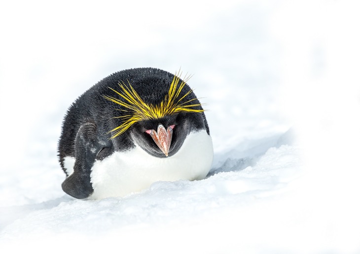 macaroni penguin