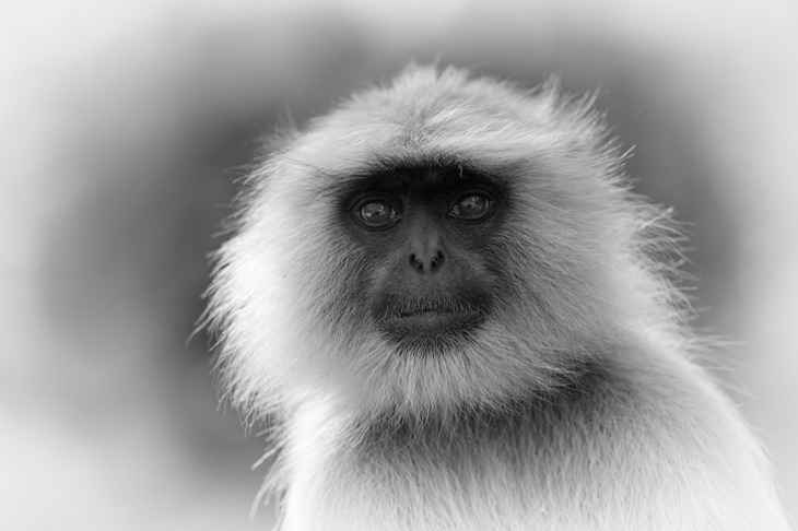 hanuman langur