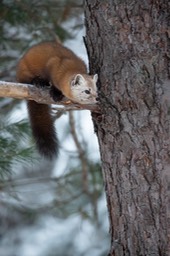 american pine marten