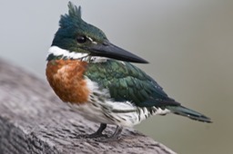 amazon kingfisher