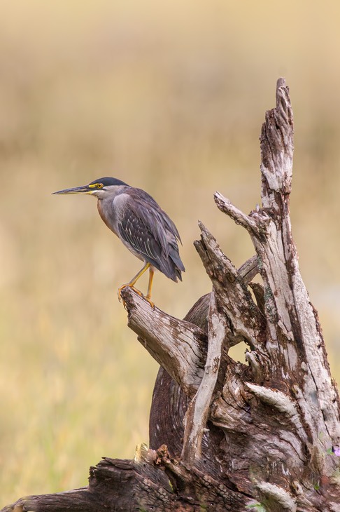 green backed heron