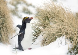 macaroni penguin