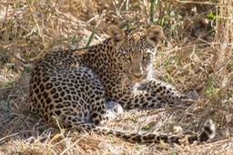 leopard