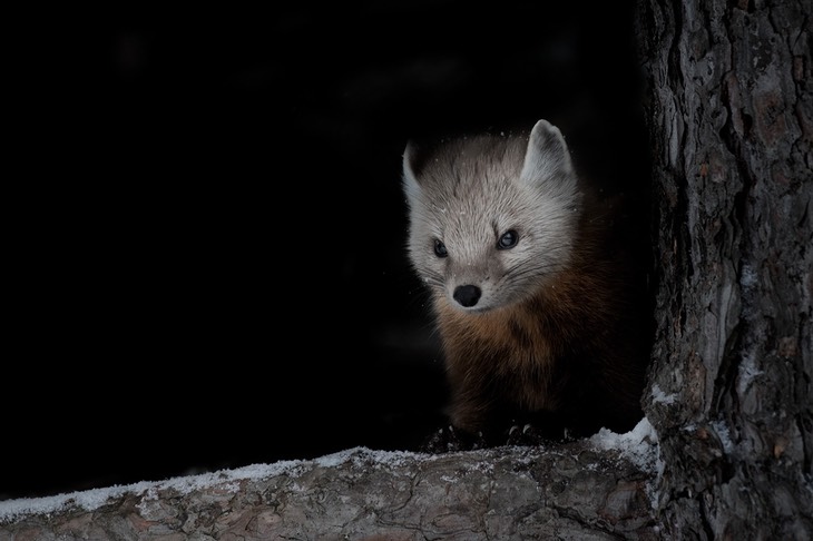 american pine marten