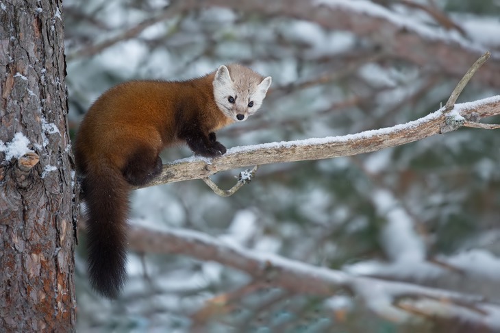 american pine marten