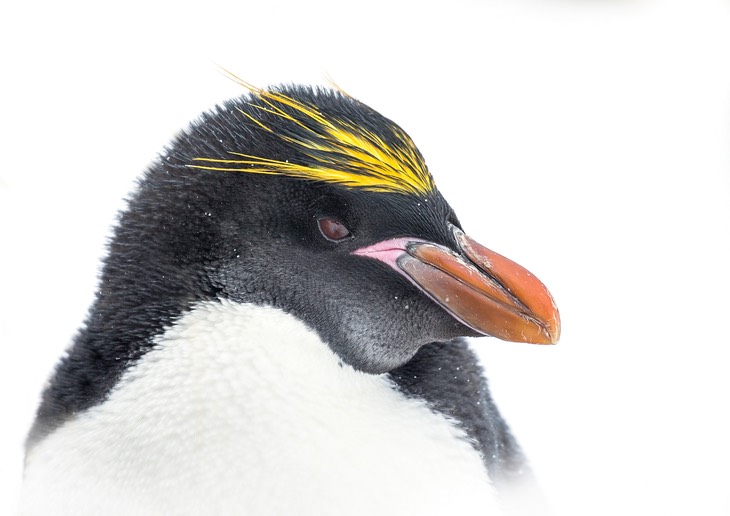 macaroni penguin