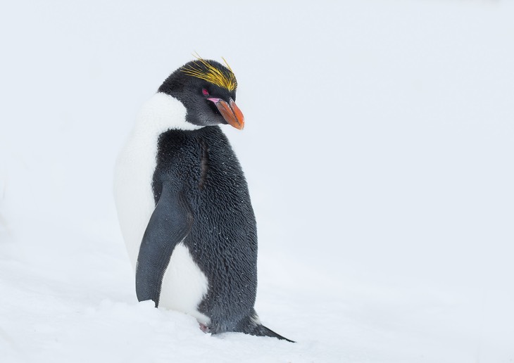 macaroni penguin