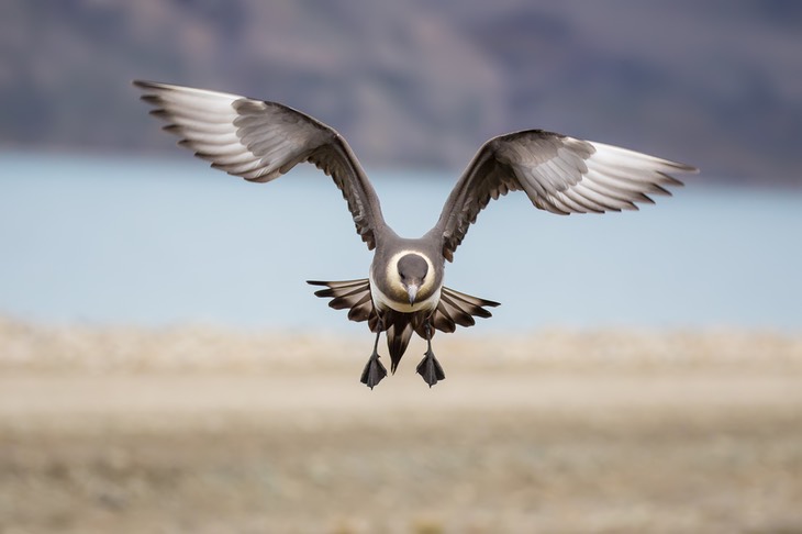 arctic skua