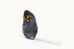 macaroni penguin