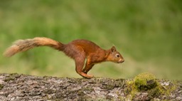 red squirrel