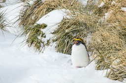 macaroni penguin