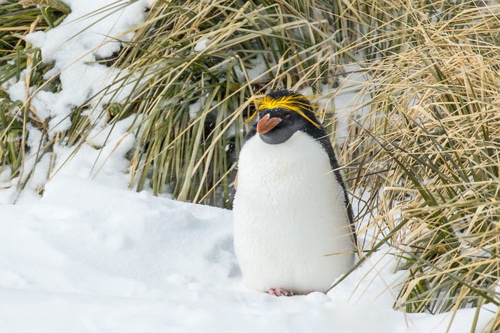 macaroni penguin