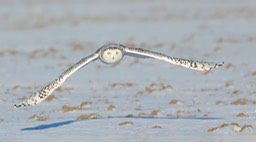 snowy owl